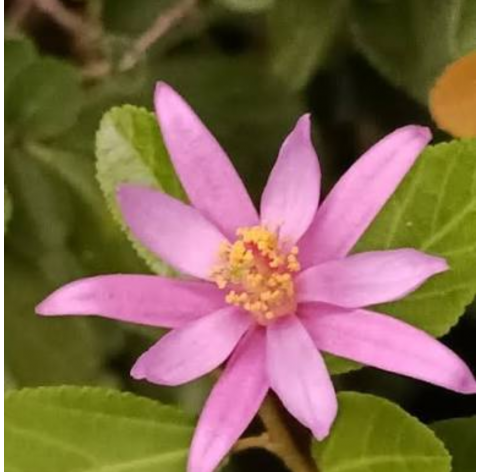 Grewia occidentalis. Viveros González. Natural Garden Centre Marbella