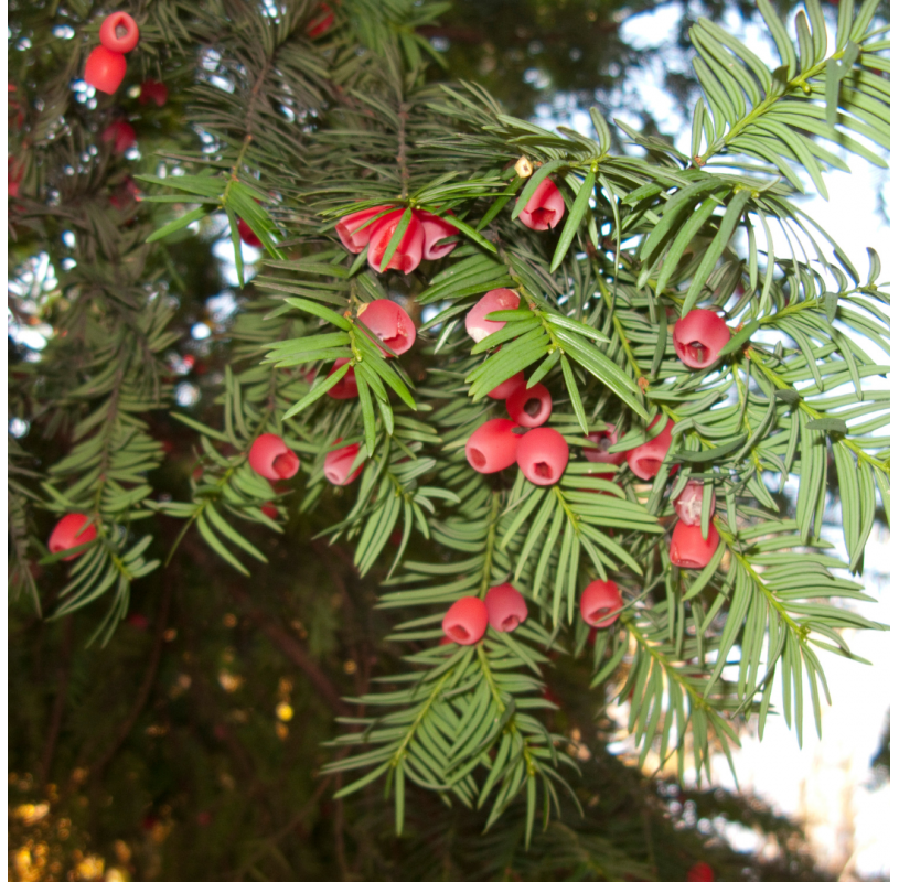 Taxus baccata, Tejo.