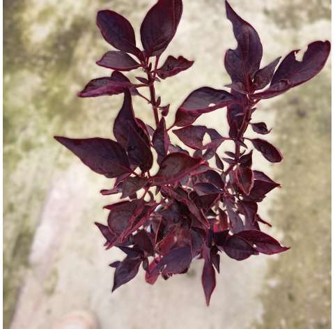Alternanthera brasiliana. Viveros González. Natural decor centre. Garden centre. Marbella