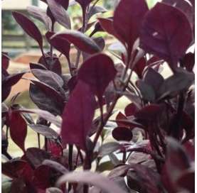 Alternanthera red. Viveros González Natural decor Centre Marbella. Garden centre