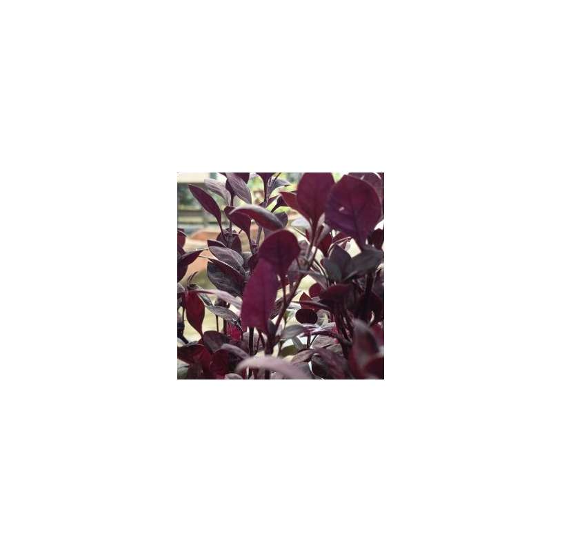 Alternanthera red. Viveros González Natural decor Centre Marbella. Garden centre