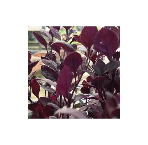 Alternanthera red. Viveros González Natural decor Centre Marbella. Garden centre