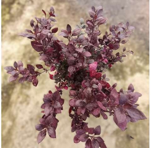 Alternanthera red. Viveros González Natural decor Centre Marbella. Garden centre
