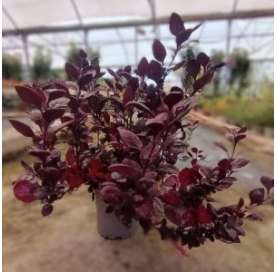 Alternanthera red. Viveros González Natural decor Centre Marbella. Garden centre