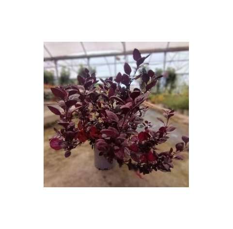 Alternanthera red. Viveros González Natural decor Centre Marbella. Garden centre