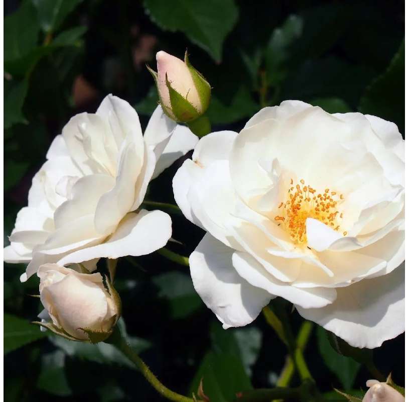 Rosal blanco Iceberg. Viveros González. Natural decor centre. Garden centre. Marbella