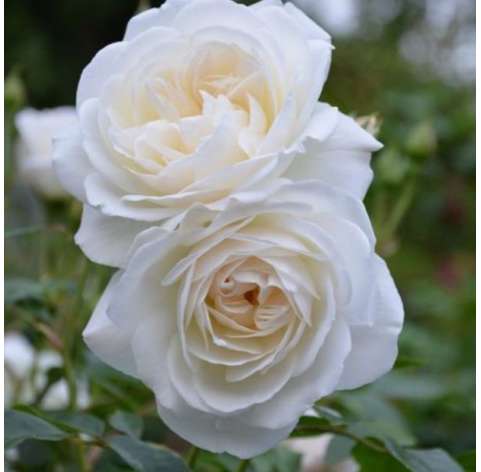 Rosal blanco Iceberg. Viveros González. Natural decor centre. Garden centre. Marbella