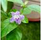Ruellia repens