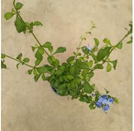 Plumbago capensis - Jazmín...