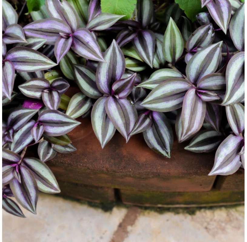 Tradescantia Zebrina. C13