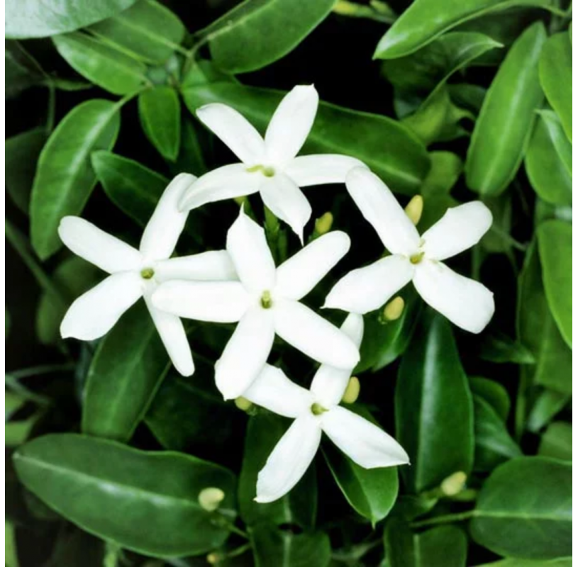 Jasminum azoricum