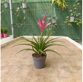 Tillandsia - viveros González - Natural Garden Centre marbella