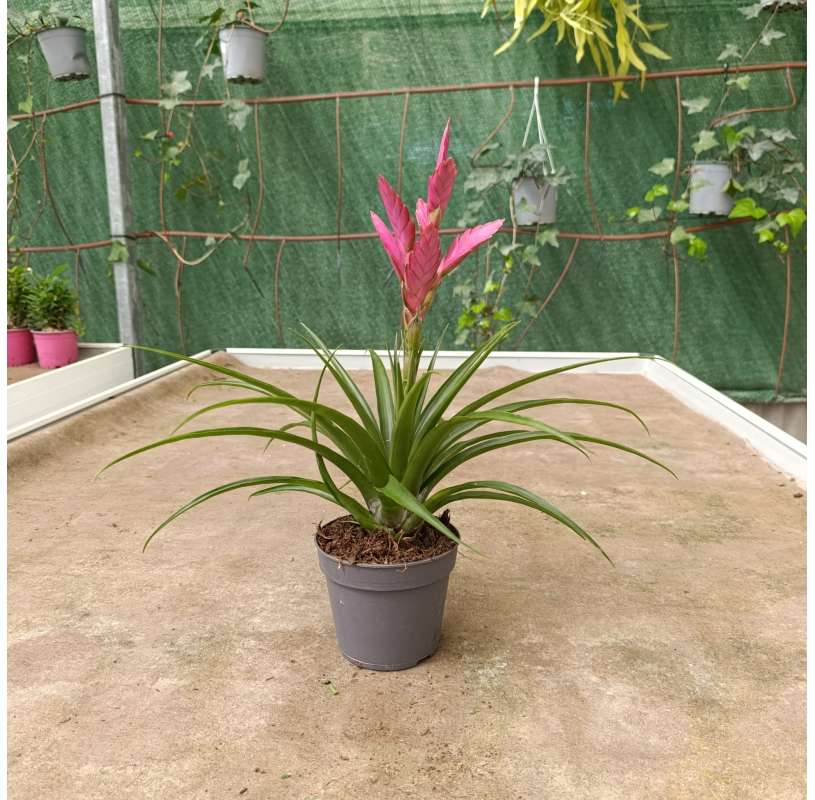 Tillandsia - viveros González - Natural Garden Centre marbella