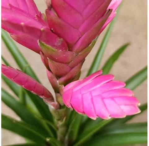 Tillandsia - viveros González - Natural Garden Centre marbella