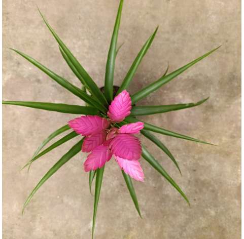 Tillandsia - viveros González - Natural Garden Centre marbella