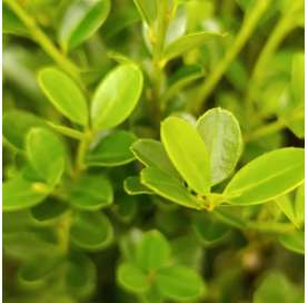 Ilex crenata Green hedge - Viveros González - Natural Garden Centre Marbella