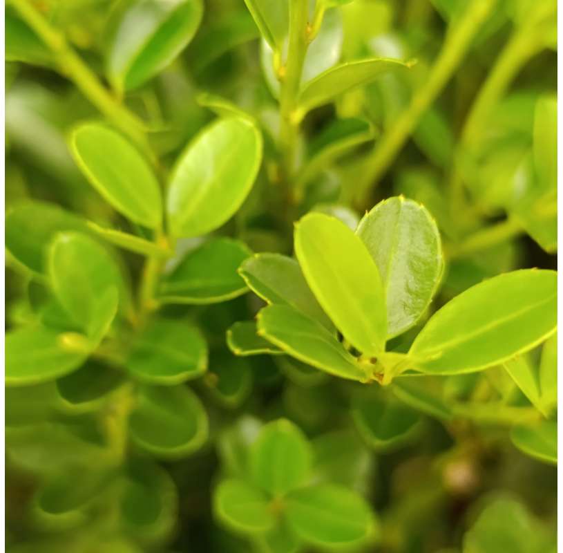 Ilex crenata Green hedge - Viveros González - Natural Garden Centre Marbella