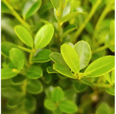 Ilex crenata Green hedge - Viveros González - Natural Garden Centre Marbella