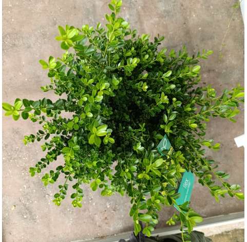 Ilex crenata Green hedge - Viveros González - Natural Garden Centre Marbella