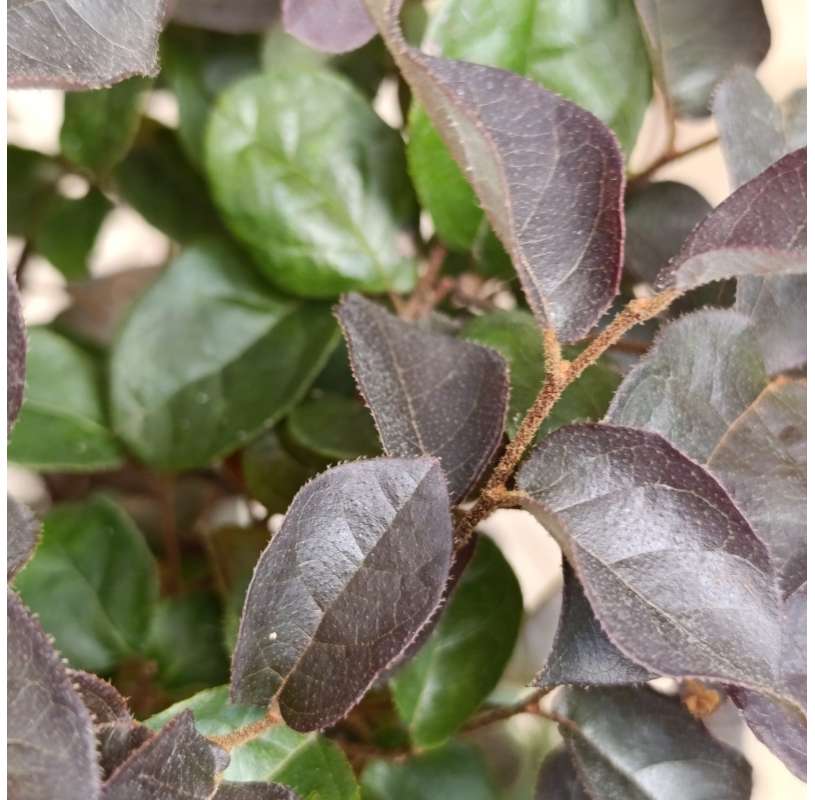Loropetalus chinense de copa