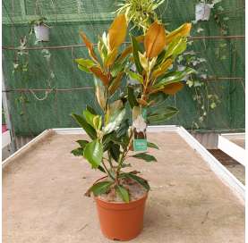 Magnolia gradiflora Natural Decor Centre marbella Viveros González