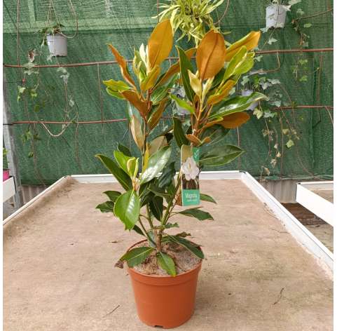 Magnolia gradiflora Natural Decor Centre marbella Viveros González