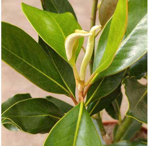 Magnolia gradiflora Natural Decor Centre marbella Viveros González