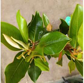 Magnolia gradiflora Natural Decor Centre marbella Viveros González