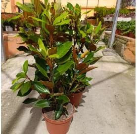 Magnolia gradiflora Natural Decor Centre marbella Viveros González