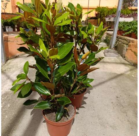 Magnolia gradiflora Natural Decor Centre marbella Viveros González