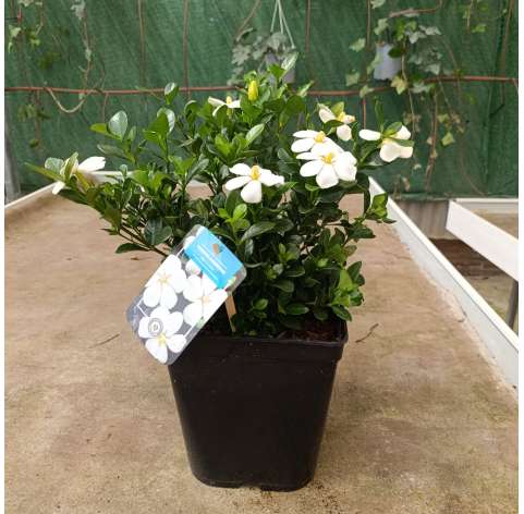 Gardenia jasminoides - Jazmín del Cabo Natural Decor Centre Marbella Viveros González. Garden centre in Marbella.
