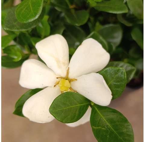 Gardenia jasminoides - Jazmín del Cabo Natural Decor Centre Marbella Viveros González. Garden centre in Marbella.