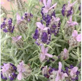 Lavandula stoechas -...