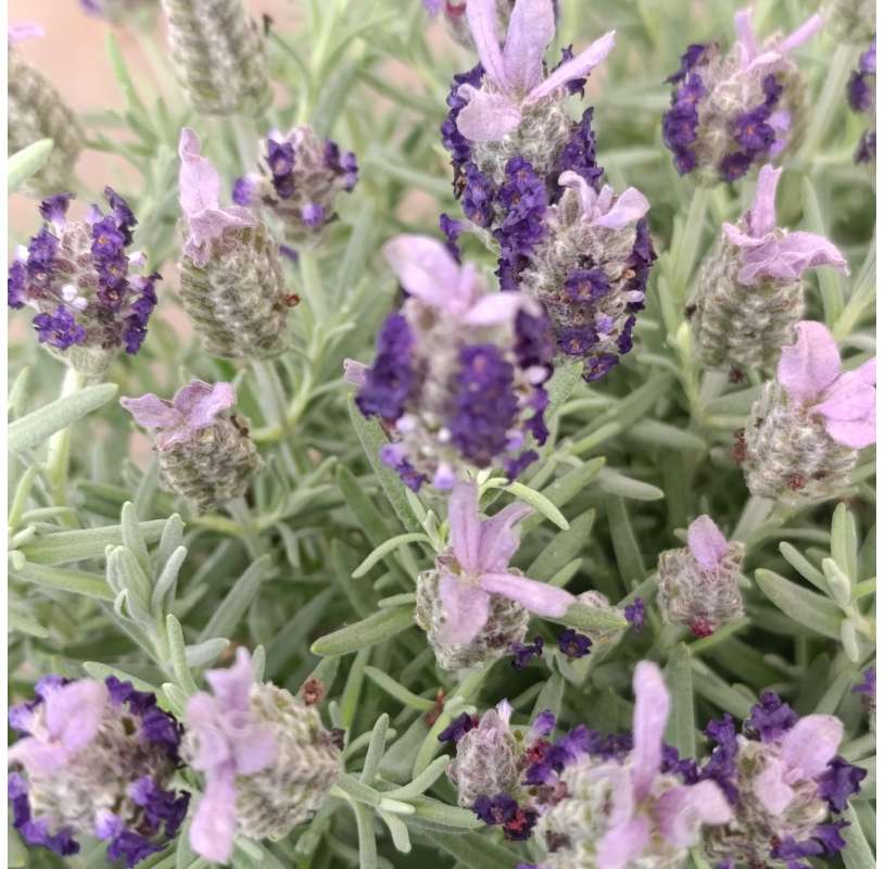 Lavandula stoechas -...
