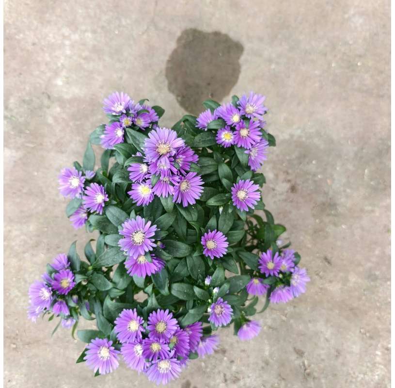 Aster novi-belgii – Aster...