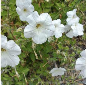 Petunia - Viveros González - Natural Garden Center Marbella
