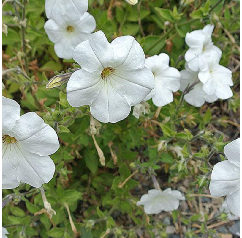 Petunia - Viveros González - Natural Garden Center Marbella