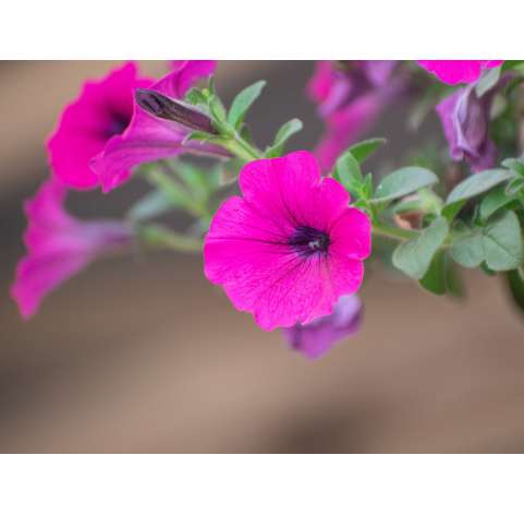 Petunia - Viveros González - Natural Garden Center Marbella