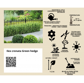 Ilex crenata Green hedge - Viveros González - Natural Garden Centre Marbella