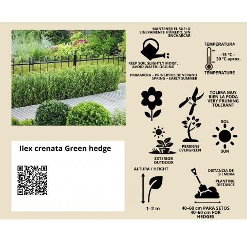 Ilex crenata Green hedge - Viveros González - Natural Garden Centre Marbella