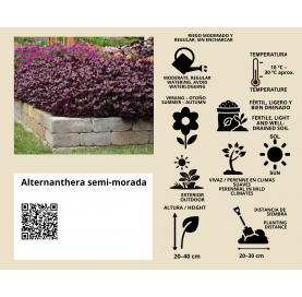 Alternanthera semi-morada - Viveros González - Natural Garden Centre Marbella