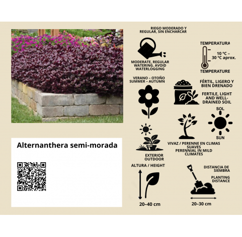 Alternanthera semi-morada - Viveros González - Natural Garden Centre Marbella
