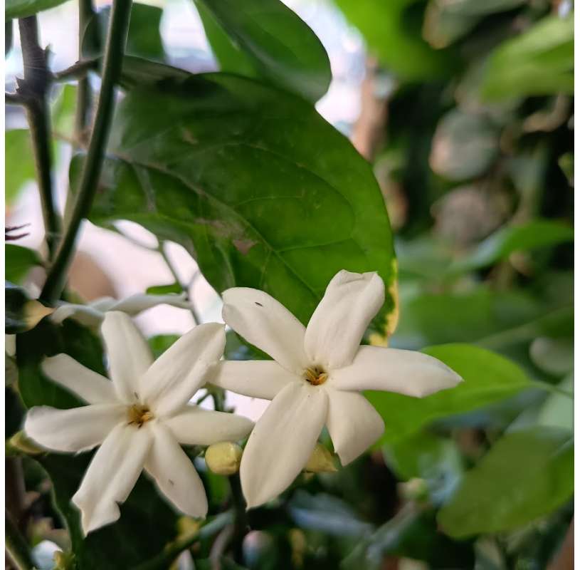 Jazmin sambac. Jazmin oloroso. Frangrant jasmine. Viveros González. Garden centre. Marbella. Natural decor centre.