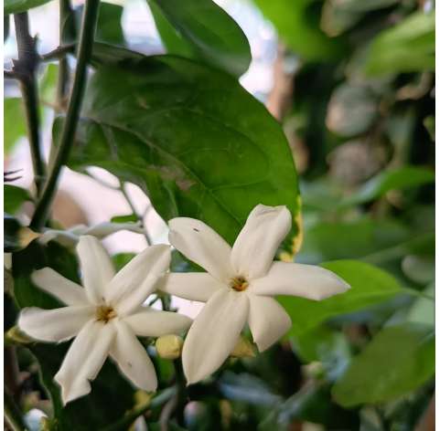 Jazmin sambac. Jazmin oloroso. Frangrant jasmine. Viveros González. Garden centre. Marbella. Natural decor centre.