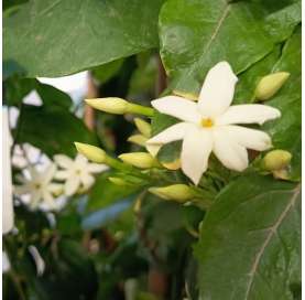 Jazmin sambac. Jazmin oloroso. Frangrant jasmine. Viveros González. Garden centre. Marbella. Natural decor centre.