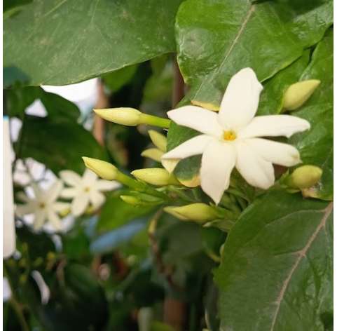 Jazmin sambac. Jazmin oloroso. Frangrant jasmine. Viveros González. Garden centre. Marbella. Natural decor centre.