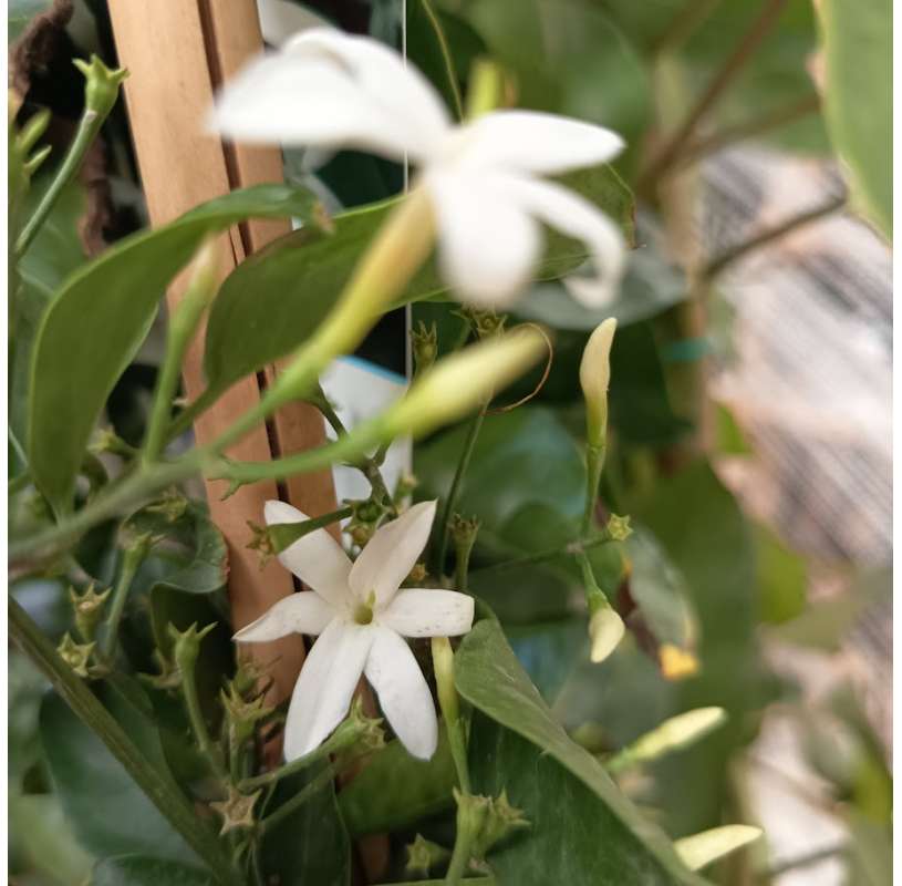 Jasminum azoricum - Viveros González - Jazmin azoricum. Garden centre Marbella. Natural decor centre.