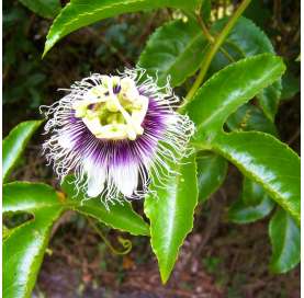 Pasiflora edulis (maracuya)