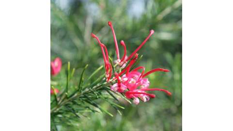 Grevillea juniperina flor
