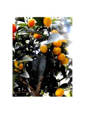 Kumquat. Citrus x...